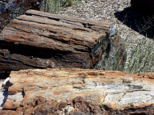 wood with brilliant colors